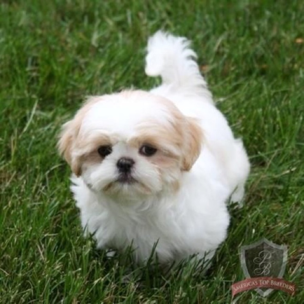 Meet your Posher, Susan  g